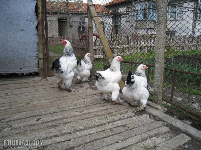 Снимка на гълъб