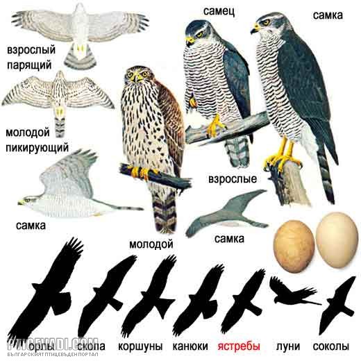 Снимка на гълъб