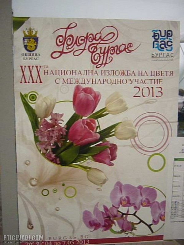 Снимка на гълъб
