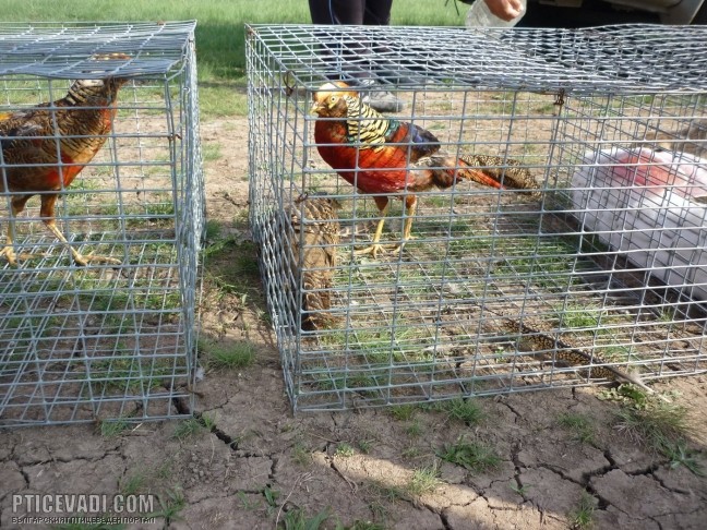 Снимка на гълъб