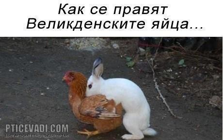 Снимка на гълъб