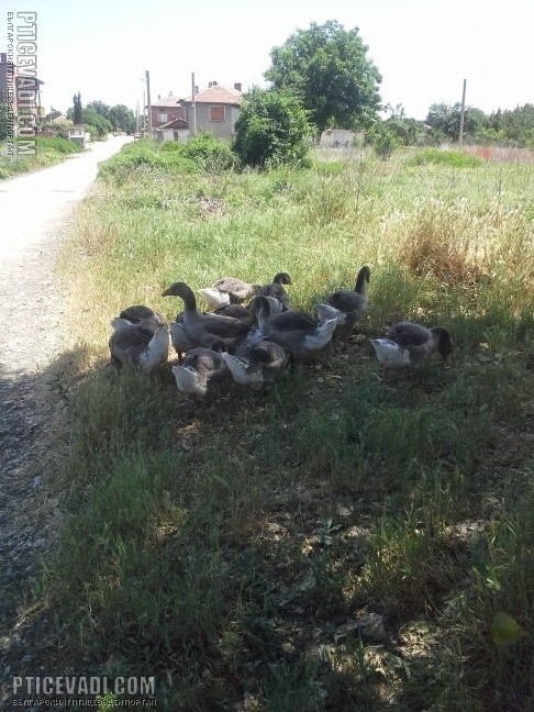 Снимка на гълъб