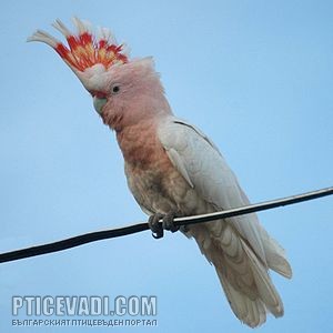 Снимка на гълъб