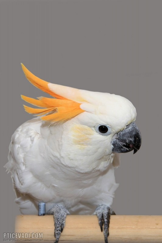 Снимка на гълъб