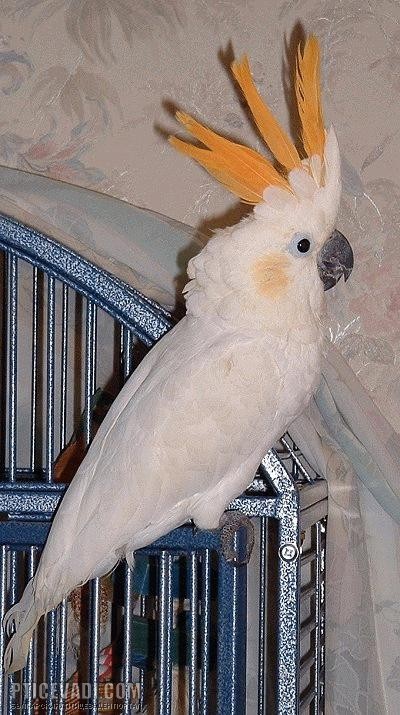 Снимка на гълъб