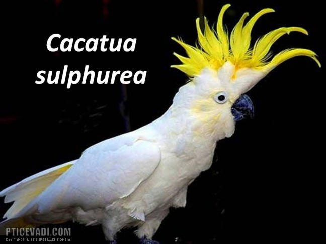 Снимка на гълъб