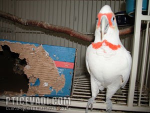 Снимка на гълъб