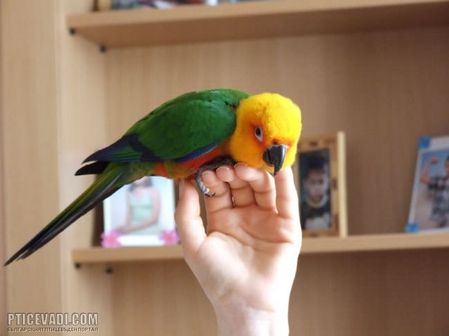 Снимка на гълъб