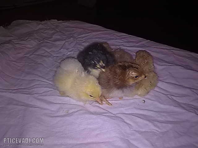 Снимка на гълъб