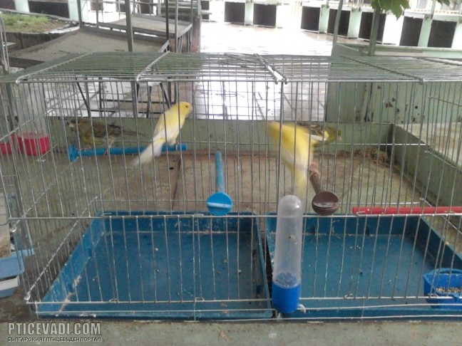 Снимка на гълъб