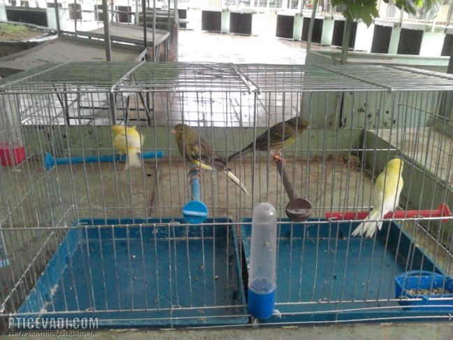 Снимка на гълъб