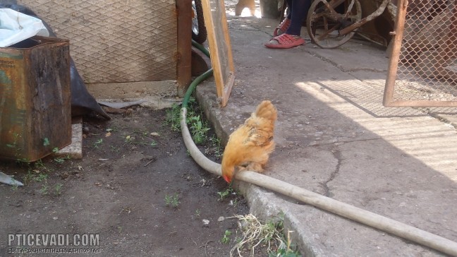 Снимка на гълъб