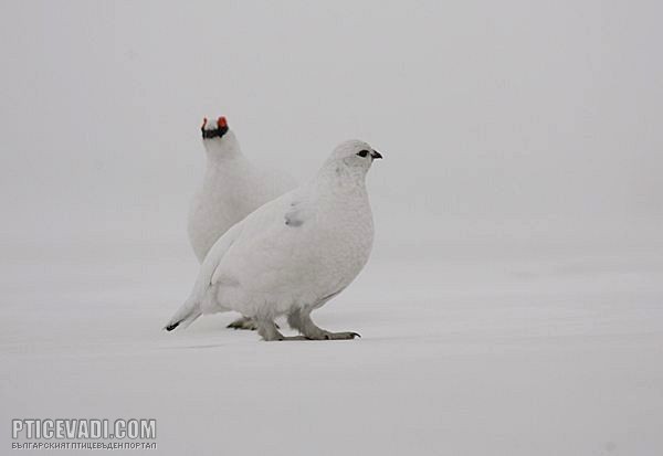 Снимка на гълъб