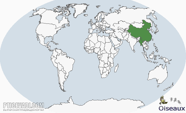 Снимка на гълъб