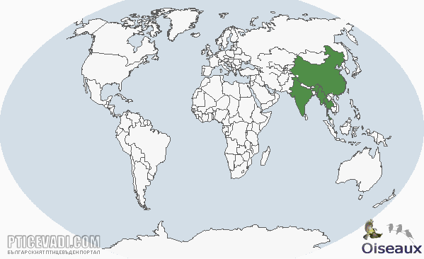 Снимка на гълъб