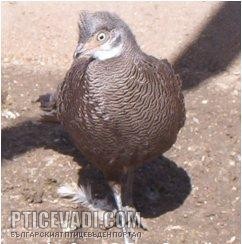 Снимка на гълъб