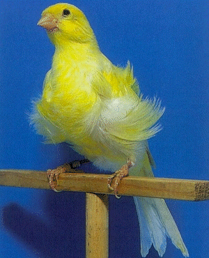 Снимка на гълъб