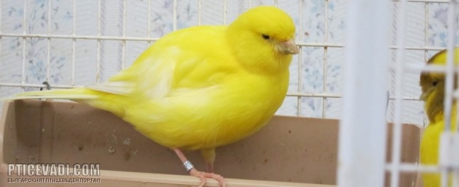 Снимка на гълъб