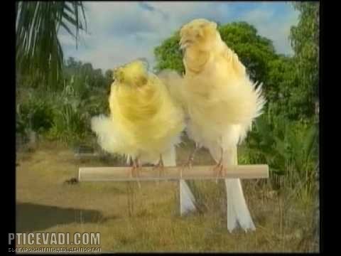 Снимка на гълъб