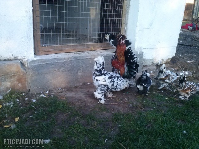 Снимка на гълъб