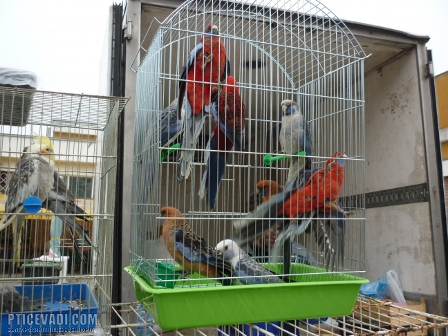 Снимка на гълъб