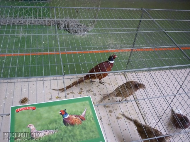 Снимка на гълъб