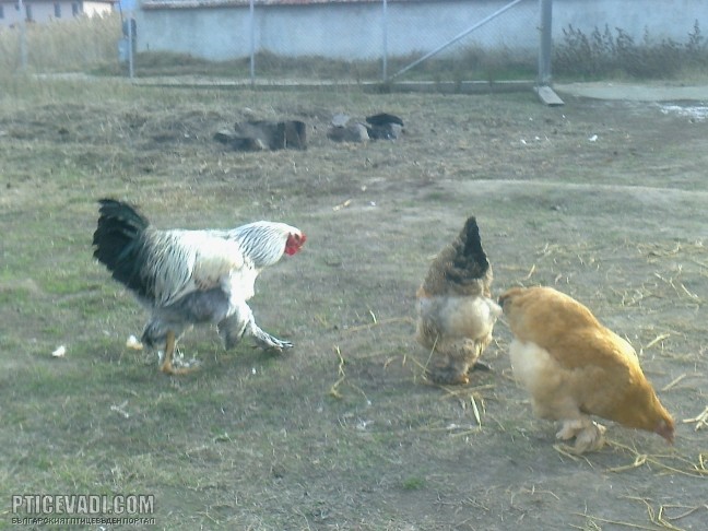 Снимка на гълъб