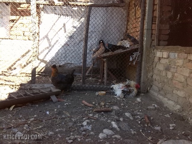 Снимка на гълъб