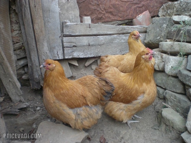 Снимка на гълъб