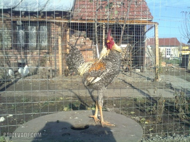 Снимка на гълъб