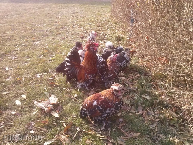 Снимка на гълъб