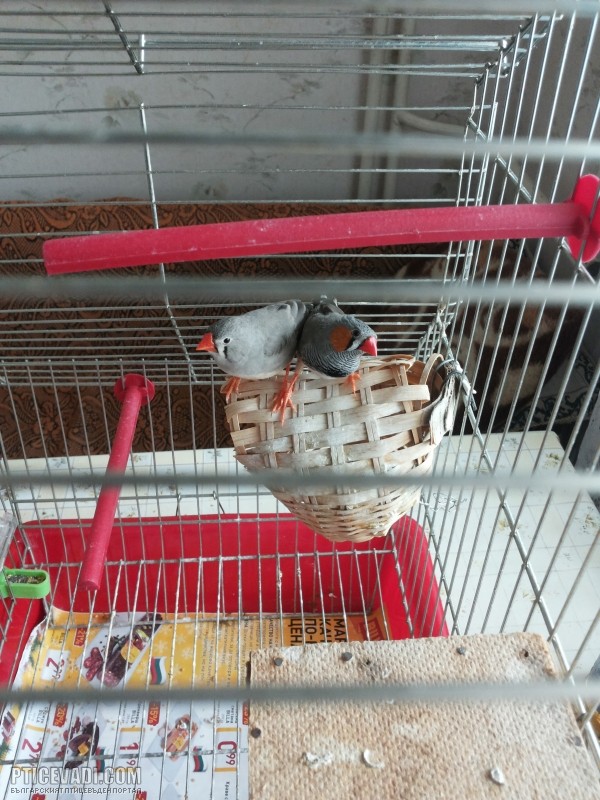 Снимка на гълъб