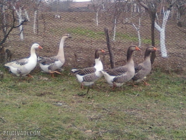 Снимка на гълъб