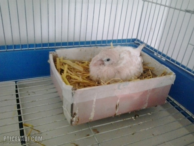 Снимка на гълъб
