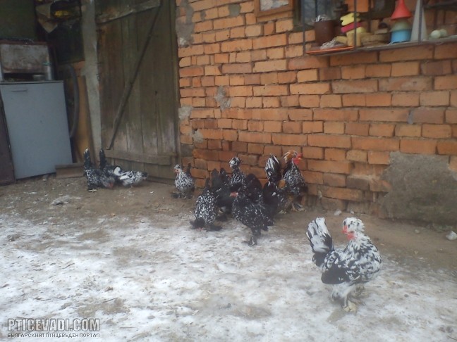 Снимка на гълъб