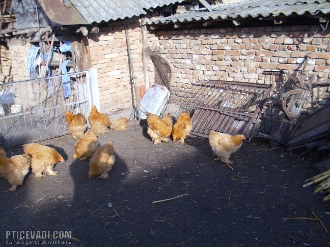 Снимка на гълъб