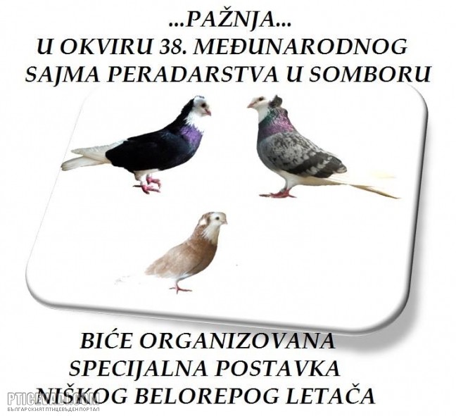 Снимка на гълъб