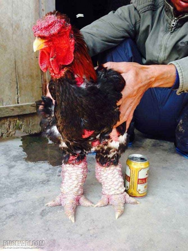 Снимка на гълъб