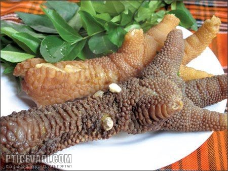 Снимка на гълъб