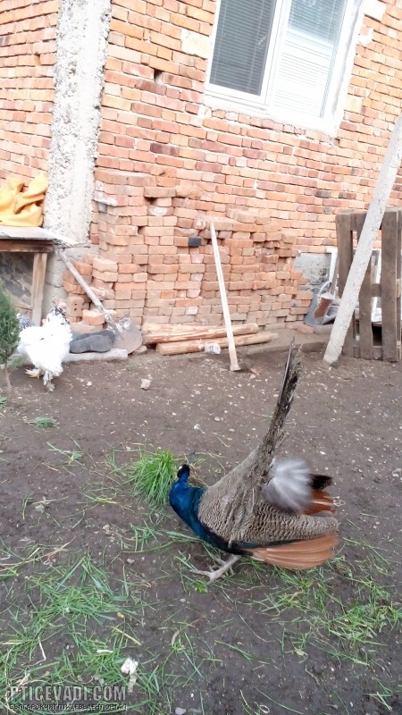 Снимка на гълъб