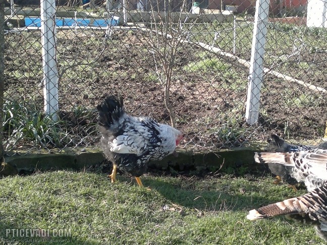 Снимка на гълъб