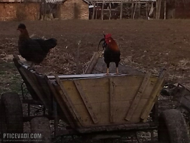 Снимка на гълъб