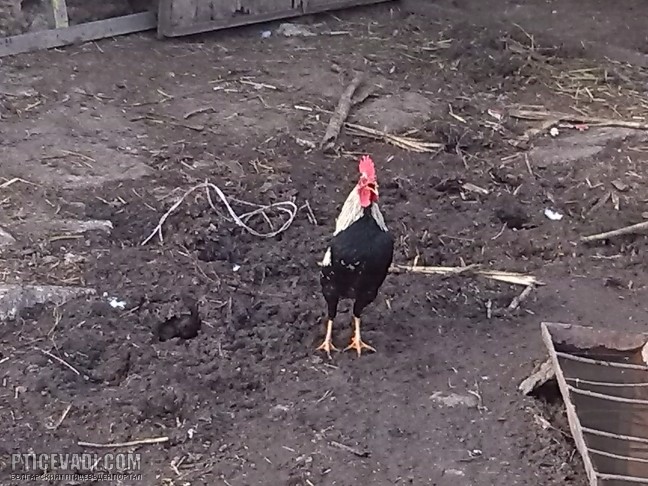 Снимка на гълъб