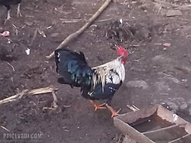 Снимка на гълъб