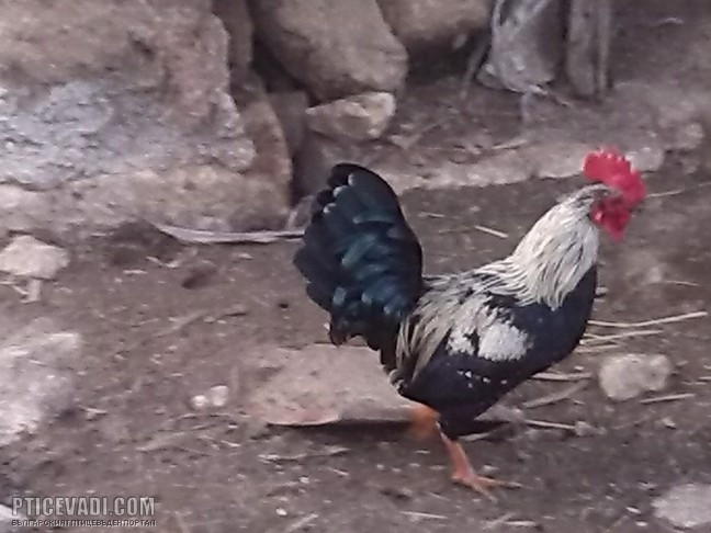 Снимка на гълъб
