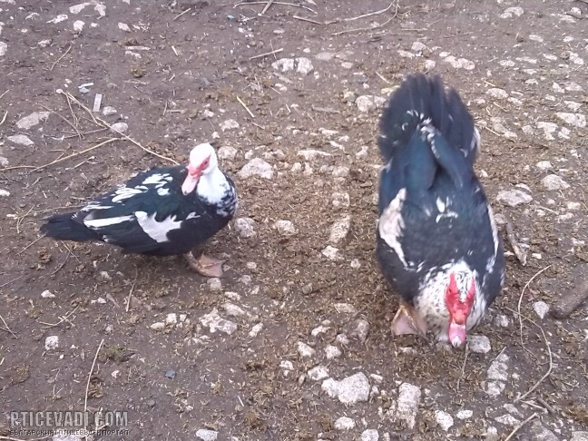 Снимка на гълъб
