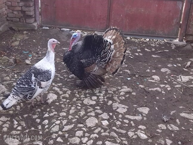 Снимка на гълъб