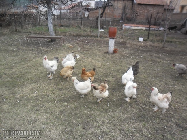 Снимка на гълъб