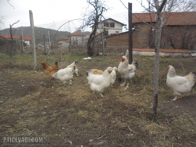 Снимка на гълъб