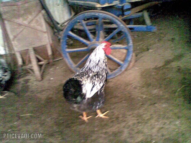 Снимка на гълъб